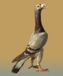 гълъб