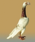 гълъб