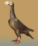 гълъб