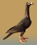 гълъб
