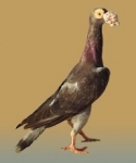 гълъб