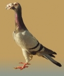 гълъб