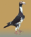 гълъб
