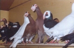 гълъб