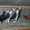 гълъб
