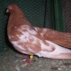 гълъб