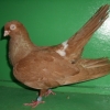 гълъб