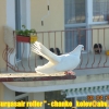 гълъб