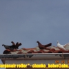 гълъб