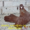 гълъб
