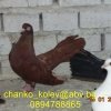 гълъб