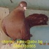 гълъб