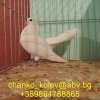 гълъб