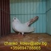гълъб
