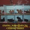 гълъб