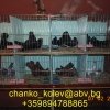гълъб