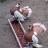 гълъб