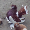 гълъб