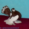 гълъб