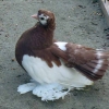 гълъб