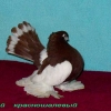 гълъб