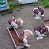 гълъб