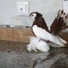 Снимка на гълъб