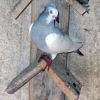 гълъб