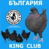 гълъб