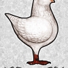 гълъб
