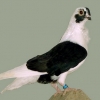 гълъб