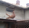 гълъб