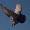 гълъб