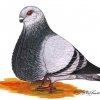 гълъб