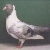 гълъб
