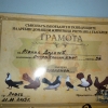 гълъб