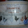гълъб
