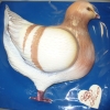 гълъб