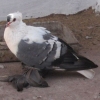 гълъб
