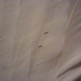 Снимка на гълъб