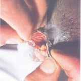 Снимка на гълъб