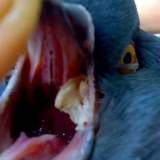 Снимка на гълъб