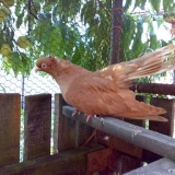 Снимка на гълъб