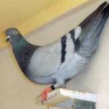 Снимка на гълъб