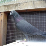 Снимка на гълъб