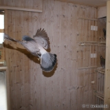 Снимка на гълъб