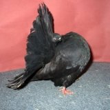 Снимка на гълъб