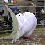 Снимка на гълъб