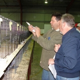 Снимка на гълъб