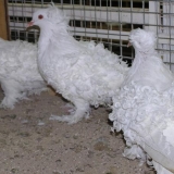 Снимка на гълъб